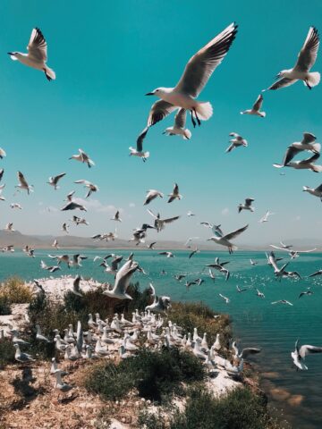 A flock of seagulls soar over the coastline.