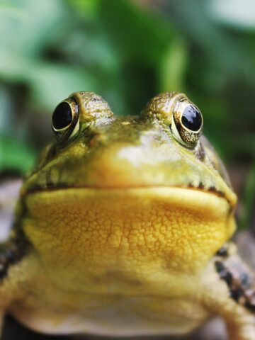 A frog stares directly into the camera lens.