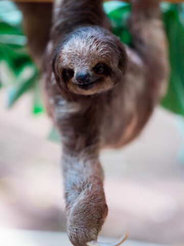 A sloth looking slightly more animated than usual.