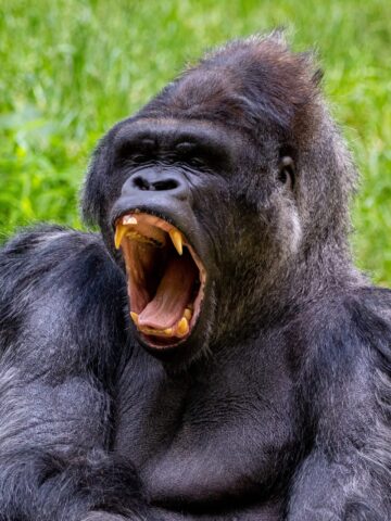 A gorilla bellows in the tall grass.