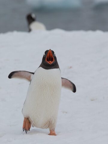 A penguin appears to be singing and dancing.