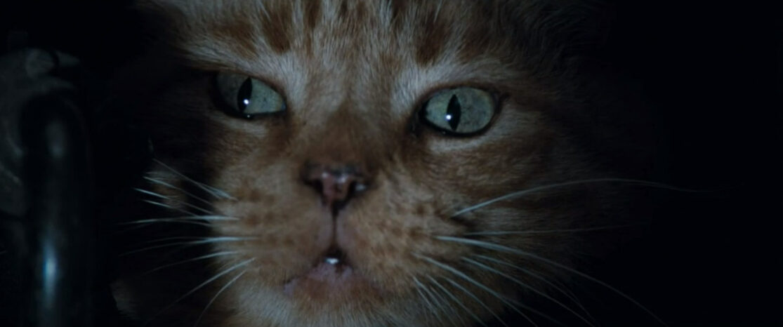 A green-eyed ginger cat peers out from a safe place aboard the spaceship Nostromo.