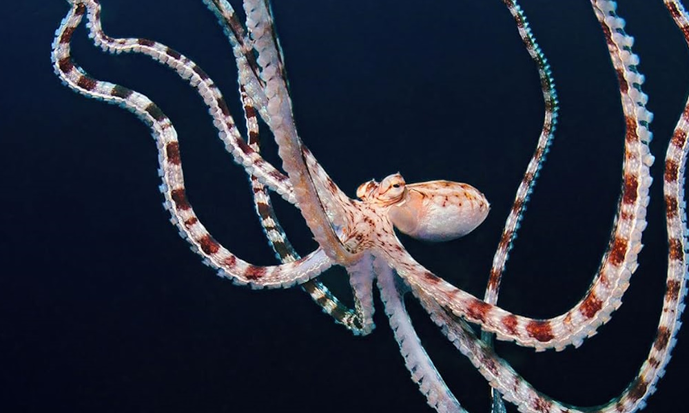 A pinkish orange octopus